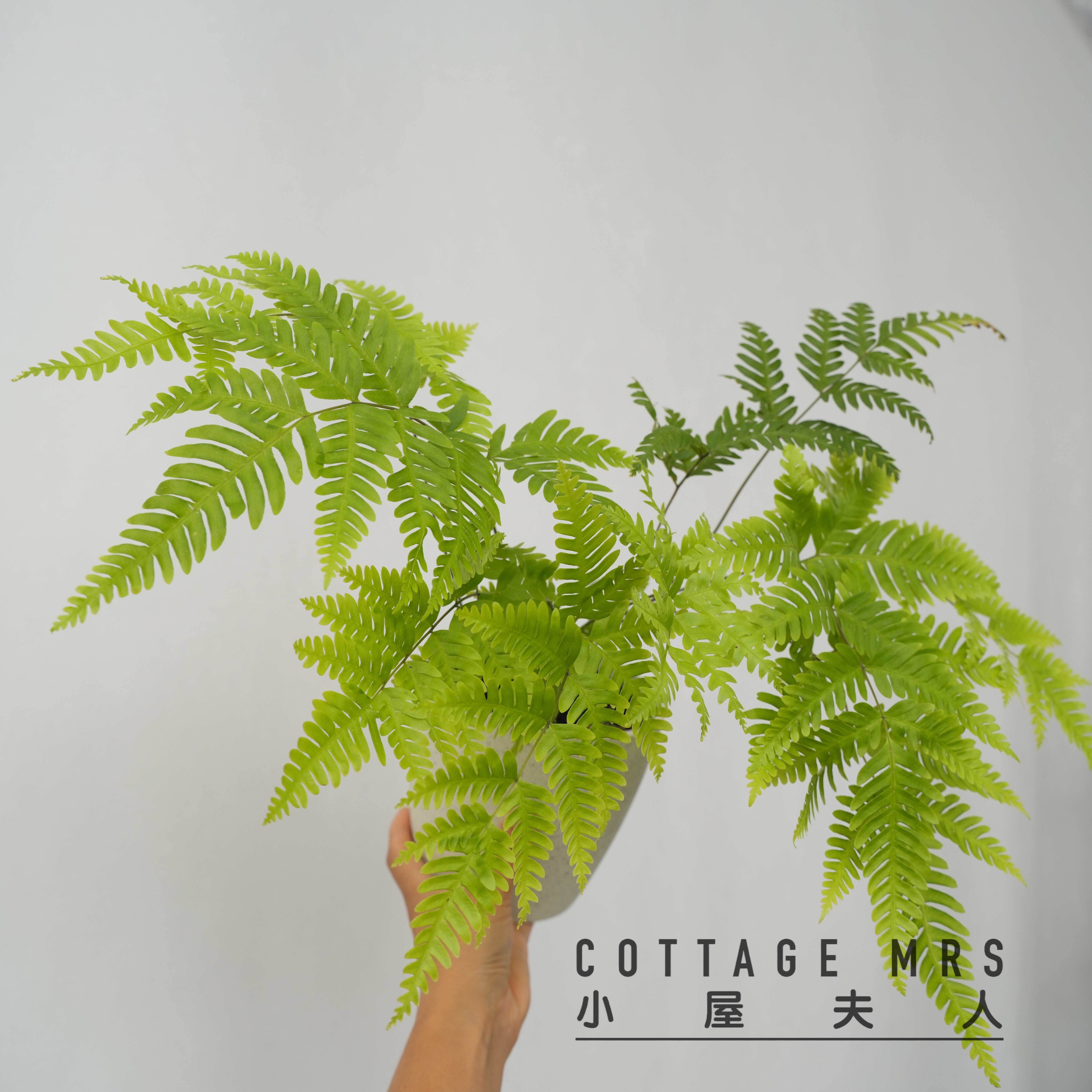 傅氏蕨 绿植盆栽雨林缸植物客厅植物室内绿植耐阴 喜水