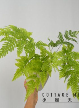 傅氏蕨 绿植盆栽雨林缸植物客厅植物室内绿植耐阴 喜水
