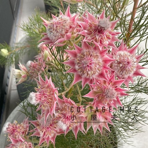 新娘花扦插盆栽绿植 针叶灌木木本植物庭院阳台露台进口山龙眼