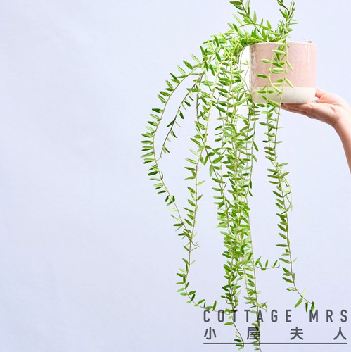 恩格勒球兰  多年生观叶 阳台窗台 好养绿植