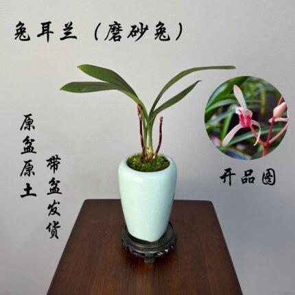 兔耳兰磨砂兔桌面小盆栽兰花苗带盆发货办公室书房盆栽绿植