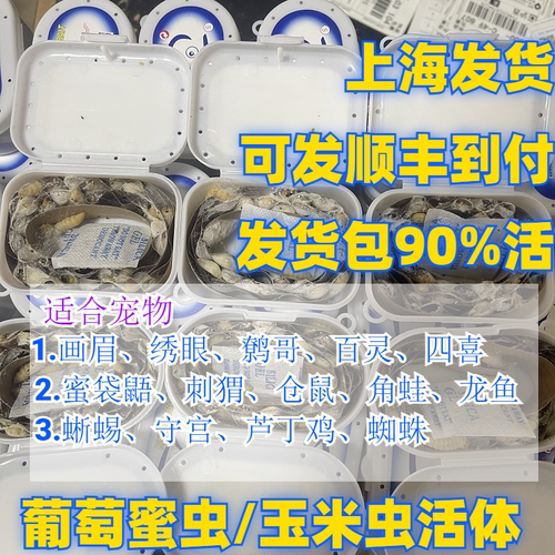 葡萄玉米虫活体蜡螟钓饵包邮