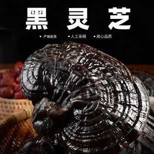 黑灵芝东北正品赤灵芝平盖半野生黑芝干货整朵500g泡水泡酒炖汤