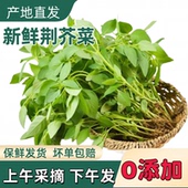 河南特产新鲜荆芥菜大叶荆芥菜茎芥菜调味菜现摘芥菜新鲜现拔现发