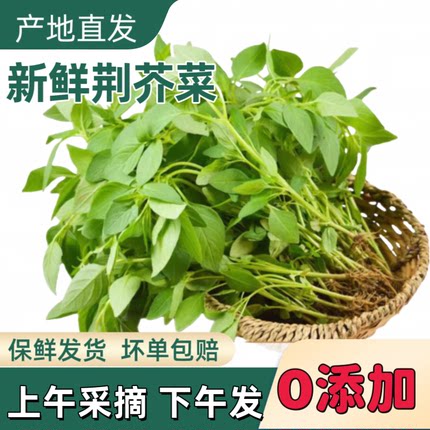 河南特产新鲜荆芥菜大叶荆芥菜茎芥菜调味菜现摘芥菜新鲜现拔现发