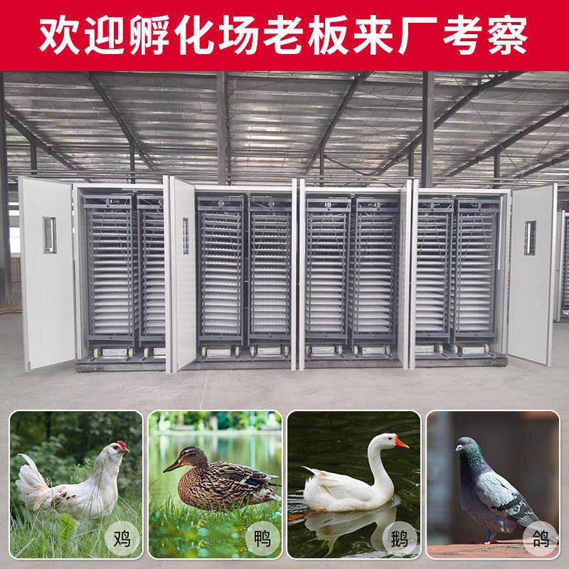 全自动大型孵化机设备 智能双门三用孵蛋器 适用鸡鸭鹅蛋 工业级
