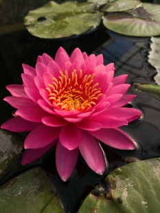 【暹罗小姐】耐寒睡莲盆栽荷花水生花卉水景绿化