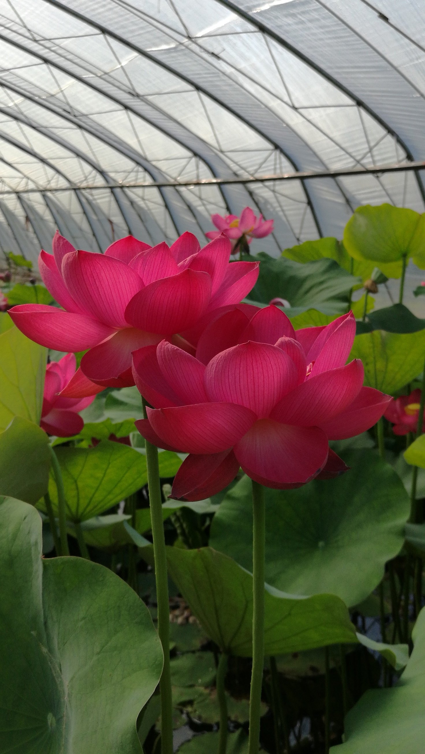 【披针红-4】种藕潍坊荷苑大型荷花品种盆栽荷花水生花卉水景绿化