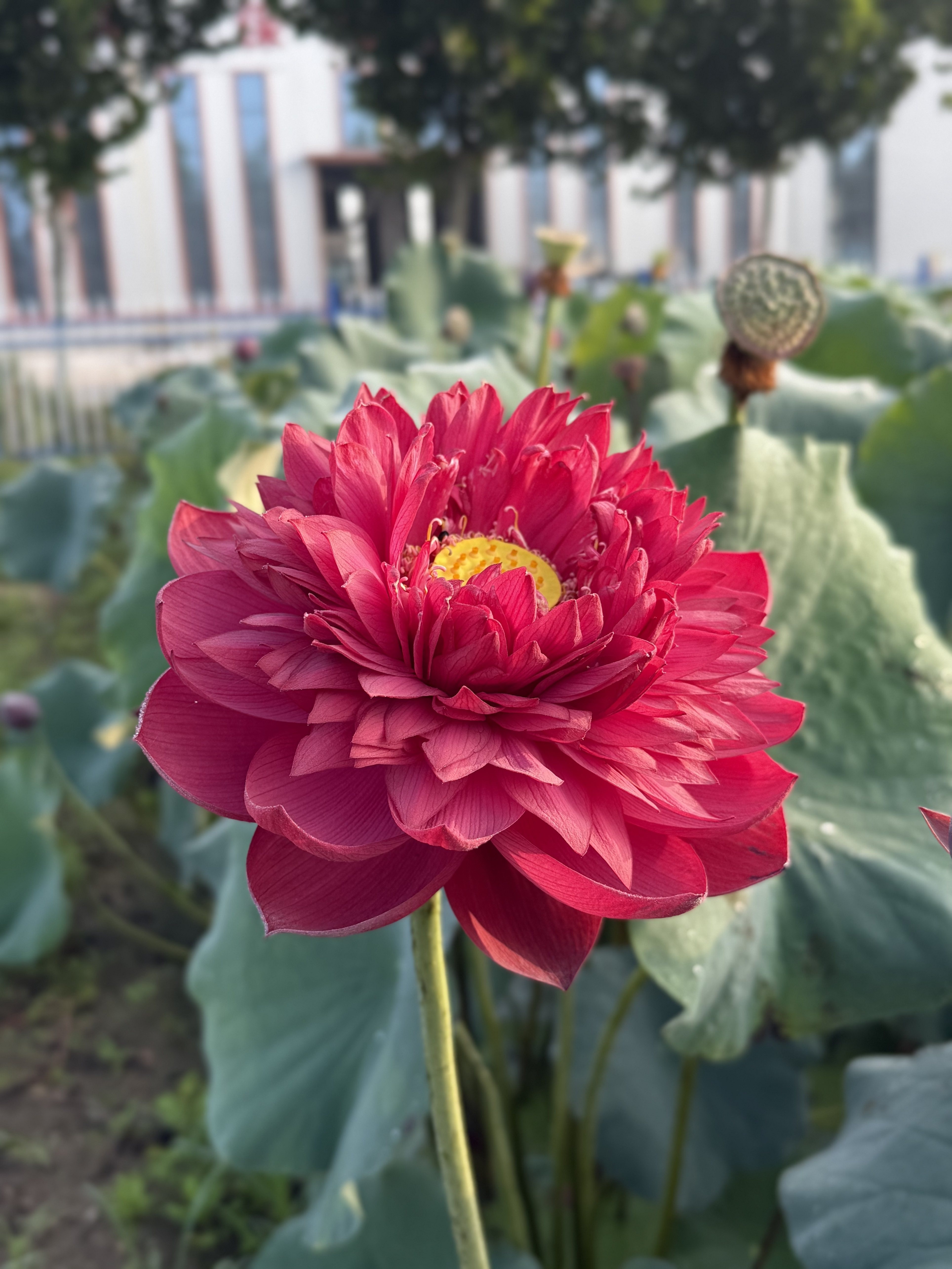【赤子丹心】种藕潍坊荷苑中型荷花品种盆栽荷花水生花卉水景绿化