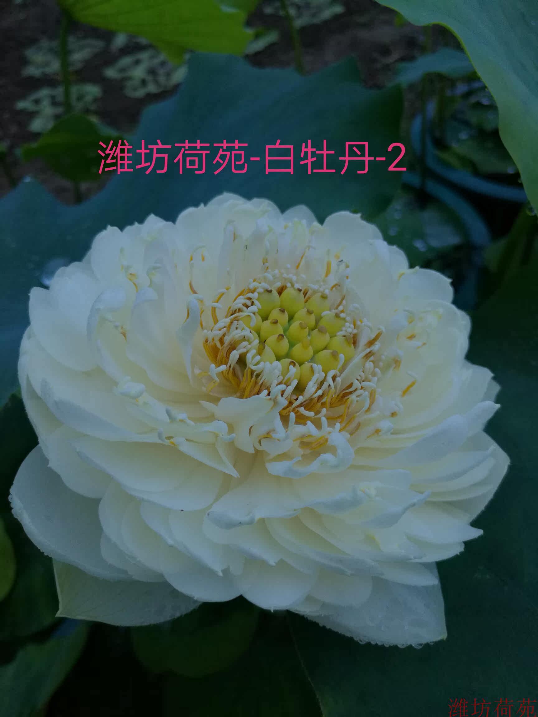 品种白牡丹多少钱 品种白牡丹优惠券免费领取 有条鱼 品种白牡丹多少钱 品种白牡丹优惠券免费领取 有条鱼
