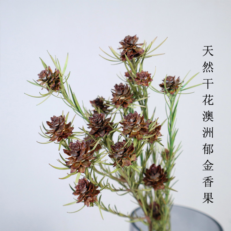 进口干花高端澳洲郁金香果高级干花真花客厅小支干花拍摄装饰摆件