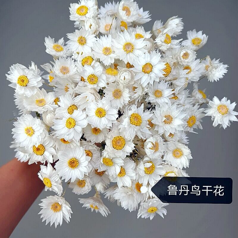 鲁丹鸟干花天然风干真花清新小雏菊花束客厅装饰摆设野餐拍摄道具