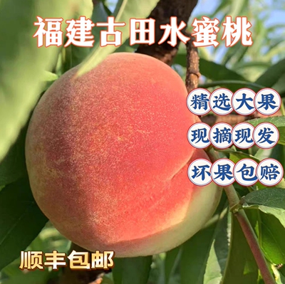 古田水蜜桃古田密红桃整箱特产新鲜甜脆桃大桃子现摘现发礼盒
