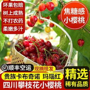 新鲜孕妇水果顺丰 现摘四川小樱桃玛瑙红恩桃土樱桃国产车厘子当季