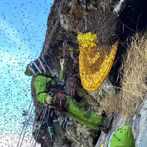 喜马拉雅野生悬崖蜜原始森林天然