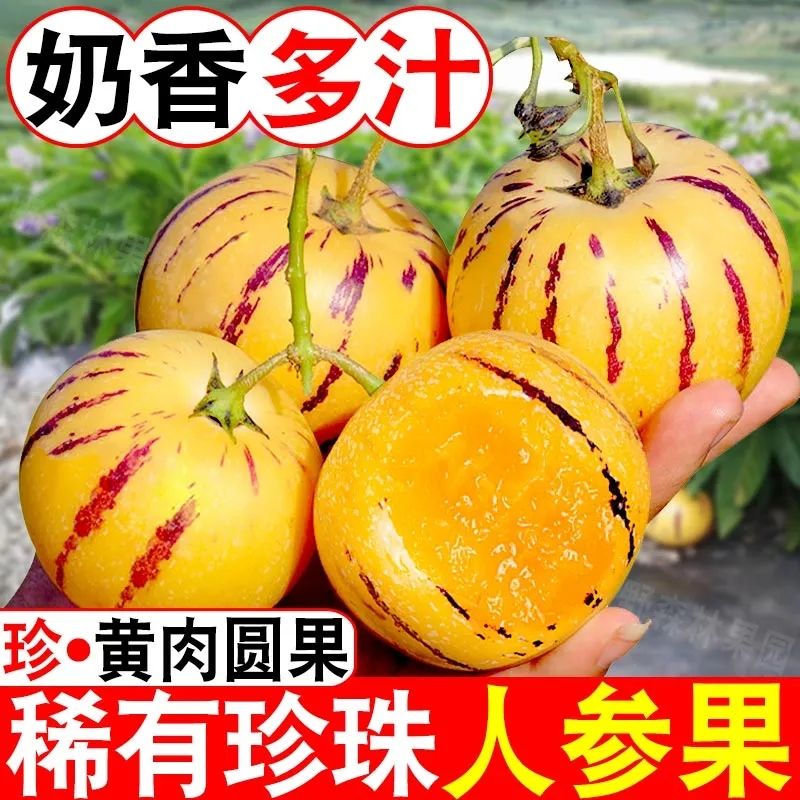 正宗云南石林树熟人参果