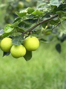 夏季爆汁蜜梨苏翠脆甜多汁青皮牛奶梨子新鲜现摘孕妇水果应季包邮