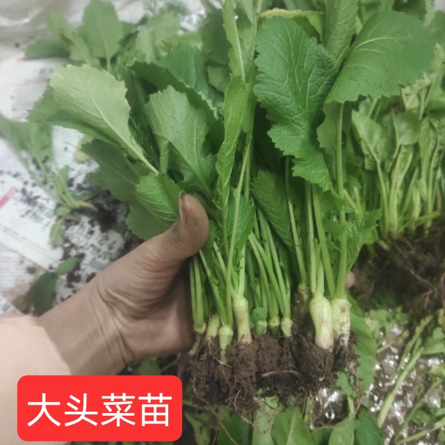 大头菜苗子榨菜秧苗四川大头菜新鲜大头菜芥菜庭院阳台菜耐寒蔬菜