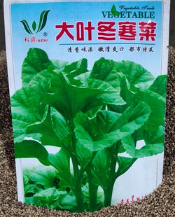 冬寒菜种子冬苋菜冬汉菜种籽种苗糯米菜秋冬季耐寒蔬菜绿色蔬菜种