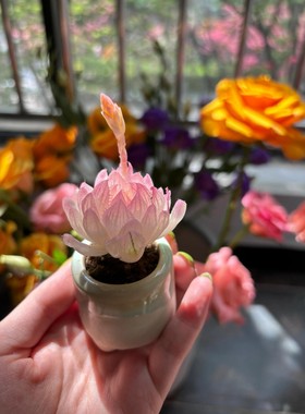 拇指多肉精品名贵稀有盆迷你盆栽带多肉植物小老桩绿植