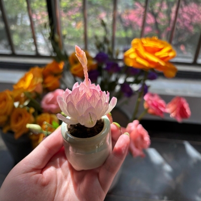 拇指多肉精品名贵稀有盆迷你盆栽带多肉植物小老桩绿植