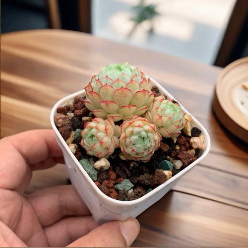 小红船多肉植物肉新手控养精品名贵室内盆栽肉肉超萌名贵迷你盆栽