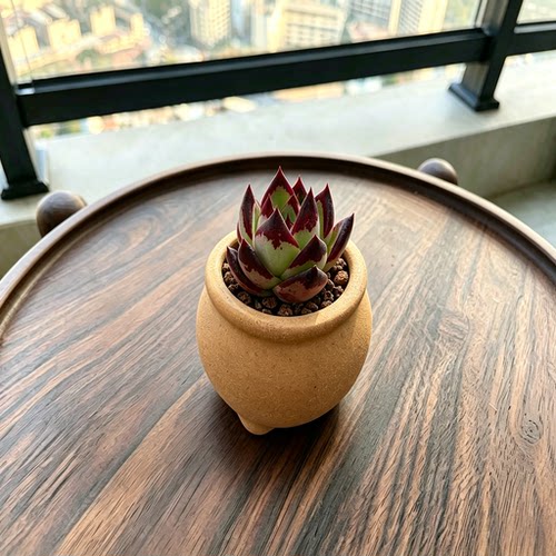 多肉植物多肉小盆栽多肉带盆
