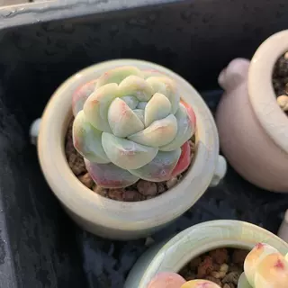 冰玉精品超萌名贵稀有拇指盆迷你盆栽带盆桌面多肉植物盆栽小老桩