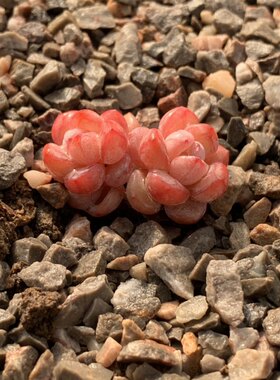 花卉绿植组合盆栽吸甲醛尼莫花园