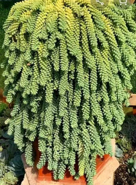 玉坠多肉植物大颗好养室内盆栽花卉绿植超大带盆老桩大号多肉玉缀