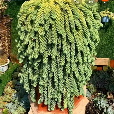 玉坠多肉植物大颗好养室内盆栽花卉绿植超大带盆老桩大号多肉玉缀