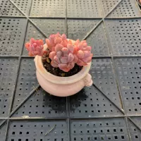 Thumb Succulent Premium, rare and precious, mini potted plant with succulent plant, small old stem green plant thumbnail 7