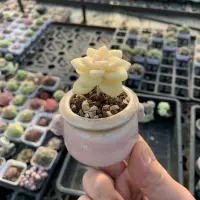 Thumb Succulent Premium, rare and precious, mini potted plant with succulent plant, small old stem green plant thumbnail 4