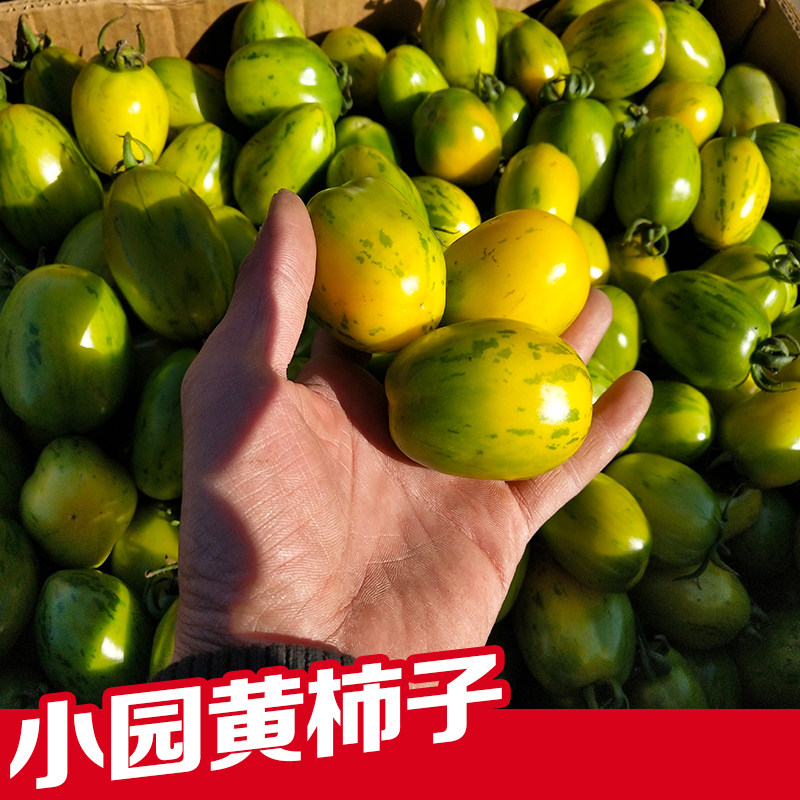 东北皮球柿子花黄色皮球西红柿农家新鲜蔬菜虎皮小黄柿子4斤包邮