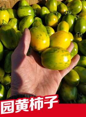 小黄柿子黄虎皮东北皮球柿子