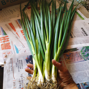 东北新鲜小葱农家肥蘸酱小水葱发芽葱打饭包的小香葱蘸酱菜包邮