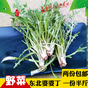 东北蘸酱菜新鲜婆婆丁山野菜野生蒲公英山菜包邮