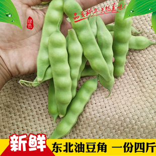 东北油豆角大几豆新鲜大油豆鼓豆豆角开锅烂豆大现摘豆角4斤包邮