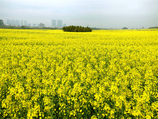 新款直播间背景墙布美丽春景外景油菜花农村风景拍照直播带货背景
