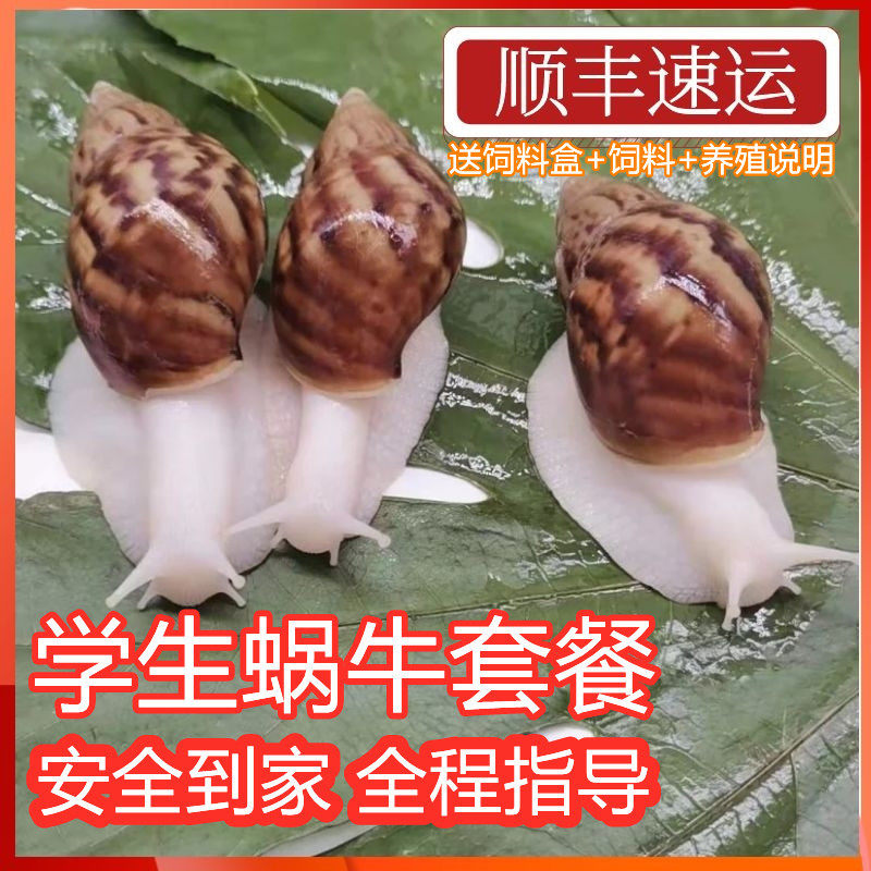 大蜗牛白玉蜗牛活体宠物学生实验