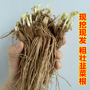 韭菜根苗紫红根现挖发货好养四季宽叶窄叶室内阳台庭院健康养生菜