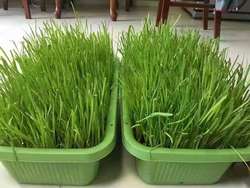 正宗南宫黄韭盆景水培韭菜盆栽无公害蔬菜室内阳台有机黄芽韭菜根