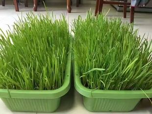 正宗南宫黄韭盆景水培韭菜盆栽无公害蔬菜室内阳台有机黄芽韭菜根