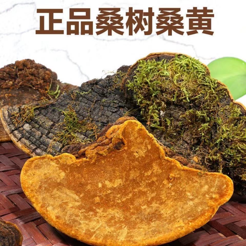 野生桑黄西藏中药材桑树桑黄茶正宗干货煲汤正品粉泡茶泡水的功效