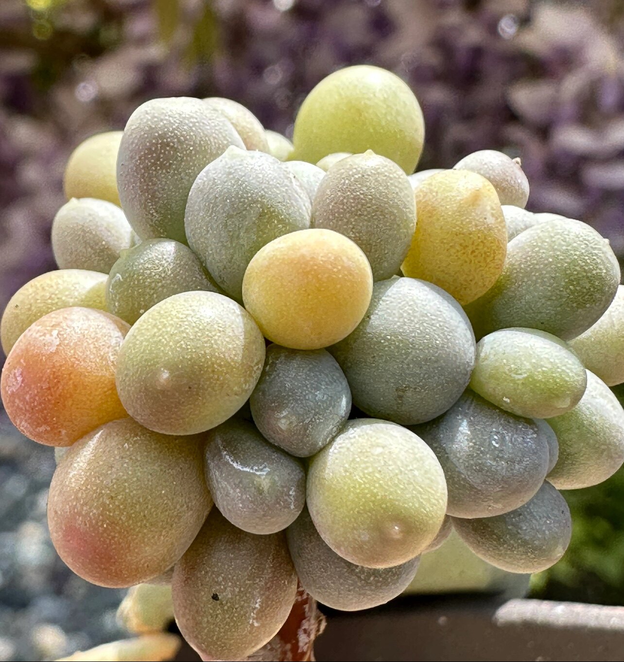 「棒棒糖奶酪多肉叶片」一物一叶叶插稀有韩国贵货新品进口基因