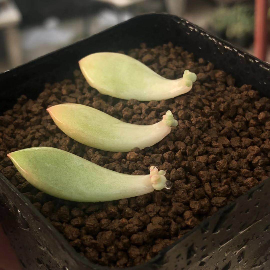 「白马」多肉植物小苗贵货多肉叶插苗一物一拍叶子叶片带芽套餐