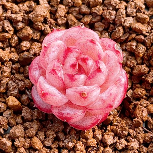 多肉直播女王多肉直播简单