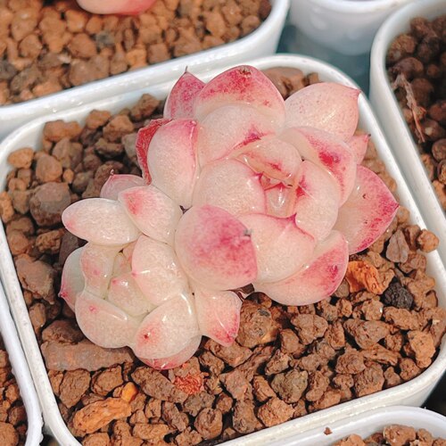 直播带芽进口多肉植物