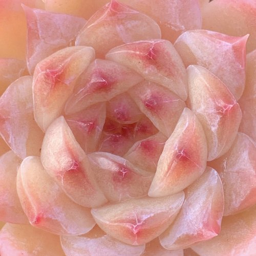 太妃糖多肉叶片稀有韩国贵货新品