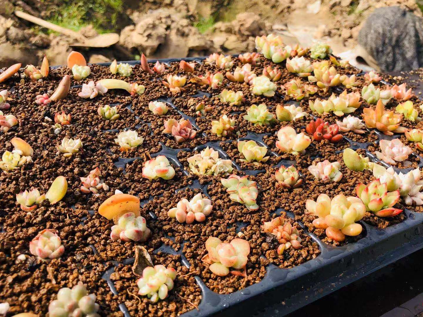 每天更新叶片带芽多肉植物